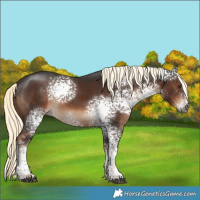 Horse Color:Gray White Spotted Liver Chestnut Mushroom Sabino Rabicano 