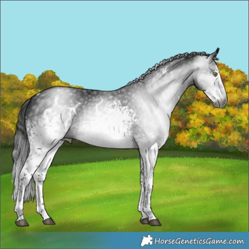 Horse Color:Gray White Spotted Brown Mushroom Rabicano 