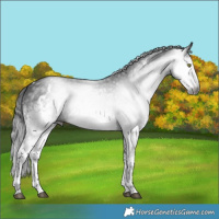 Horse Color:Gray White Spotted Brown Mushroom Rabicano 