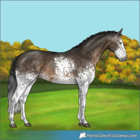 Horse Color:Gray White Spotted Brown Dun Mushroom Rabicano