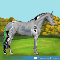 Horse Color:ERROR: UNKNOWN ANOMALY