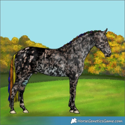 Horse Color:Void Painted White Spotted Chestnut Ice Appaloosa 