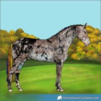 Horse Color:Void Painted White Spotted Chestnut Ice Appaloosa 