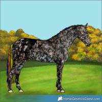 Horse Color:Void Painted White Spotted Chestnut Ice Appaloosa