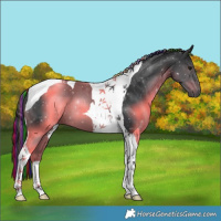 Horse Color:Painted Black Tobiano 
