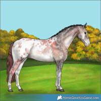 Horse Color:Bay Ice Onyx Appaloosa 