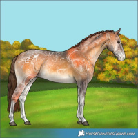 Horse Color:Buckskin Ice Onyx Appaloosa 