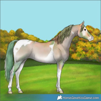 Horse Color:Watercolor Buckskin Onyx Tobiano Varnish 