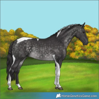 Horse Color:Platinum Buckskin Tobiano Rabicano