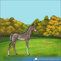 Horse Color:Liver Red Dun Mushroom Tobiano Brindle 