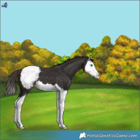 Horse Color:Liver Chestnut Splash Appaloosa