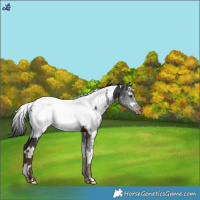 Horse Color:White Spotted Liver Chestnut Appaloosa