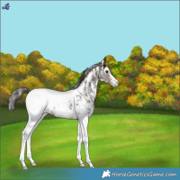Horse Color:Liver Chestnut Sabino Appaloosa