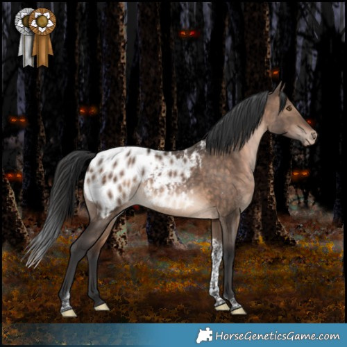 Horse Color:Brown Dun Tobiano Appaloosa 