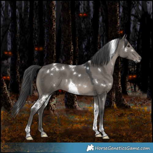 Horse Color:White Spotted Grullo Tobiano 