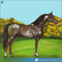 Horse Color:White Spotted Liver Chestnut 