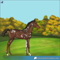 Horse Color:White Spotted Liver Chestnut