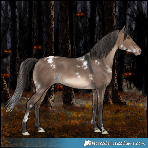 Horse Color:White Spotted Brown Dun Appaloosa 