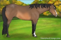 Horse Color:Buckskin Sabino