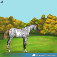 Horse Color:White Spotted Liver Red Roan 