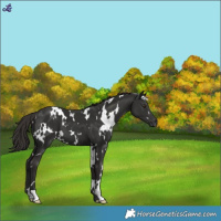 Horse Color:White Spotted Liver Chestnut