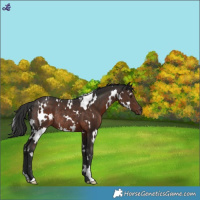 Horse Color:White Spotted Liver Chestnut Rabicano 