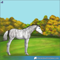 Horse Color:Liver Red Roan Sabino Splash