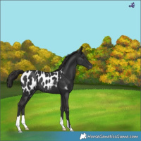 Horse Color:Liver Chestnut Appaloosa 