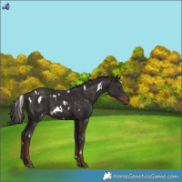 Horse Color:White Spotted Liver Chestnut