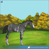 Horse Color:Liver Chestnut Sabino Appaloosa 