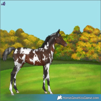 Horse Color:White Spotted Liver Chestnut Appaloosa 