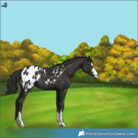 Horse Color:Liver Chestnut Appaloosa