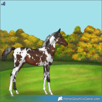 Horse Color:White Spotted Liver Chestnut