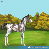 Horse Color:White Spotted Liver Chestnut Sabino 