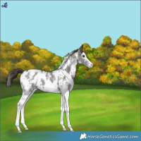 Horse Color:White Spotted Liver Chestnut Sabino Appaloosa 