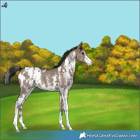 Horse Color:White Spotted Liver Red Dun Sabino Appaloosa 