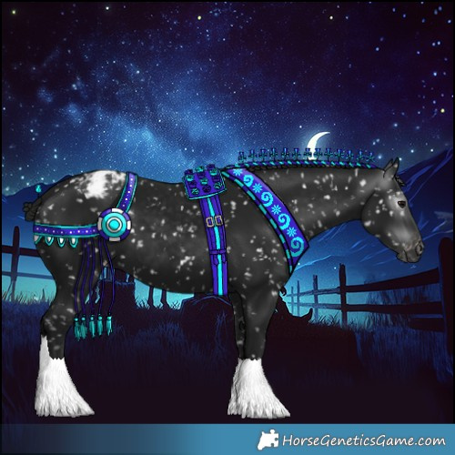Horse Color:Gray Black Appaloosa 