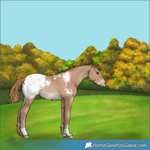 Horse Color:Black Pearl Appaloosa 