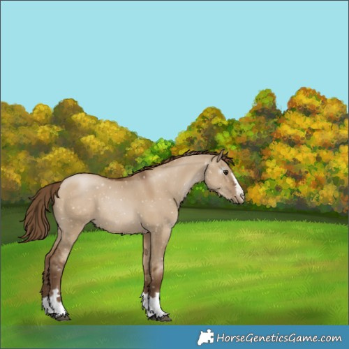 Horse Color:Gray Grullo Pearl Appaloosa 