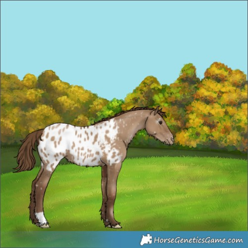 Horse Color:Gray Grullo Pearl Appaloosa 