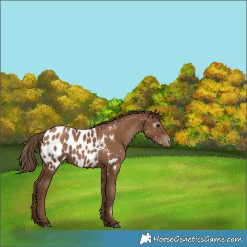 Horse Color:Gray Black Pearl Appaloosa 