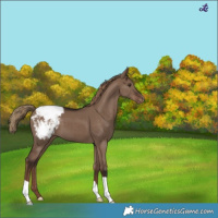 Horse Color:Liver Red Dun Appaloosa 