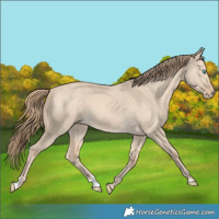 Horse Color:Perlino Dun