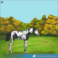 Horse Color:Black Splash Tobiano 
