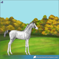 Horse Color:Blue Roan Splash Tobiano Rabicano 