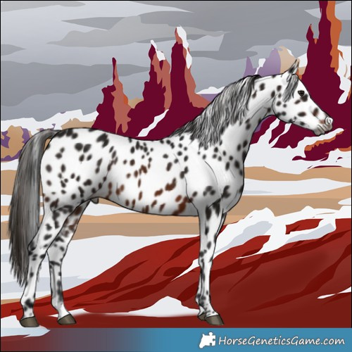 Horse Color:Gray White Spotted Brown Leopard 