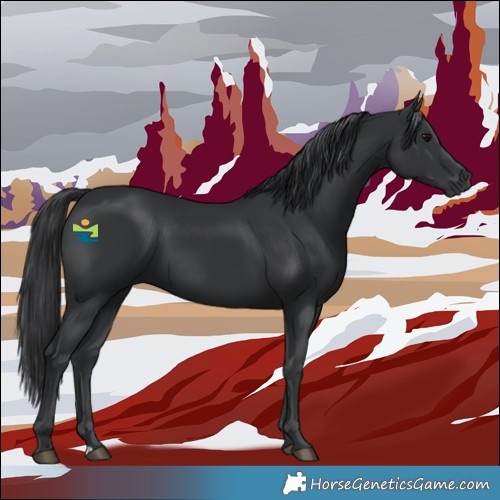 Horse Color:Black 