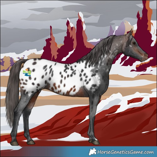 Horse Color:Brown Appaloosa 