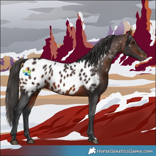 Horse Color:Brown Appaloosa 