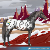 Horse Color:Brown Appaloosa 